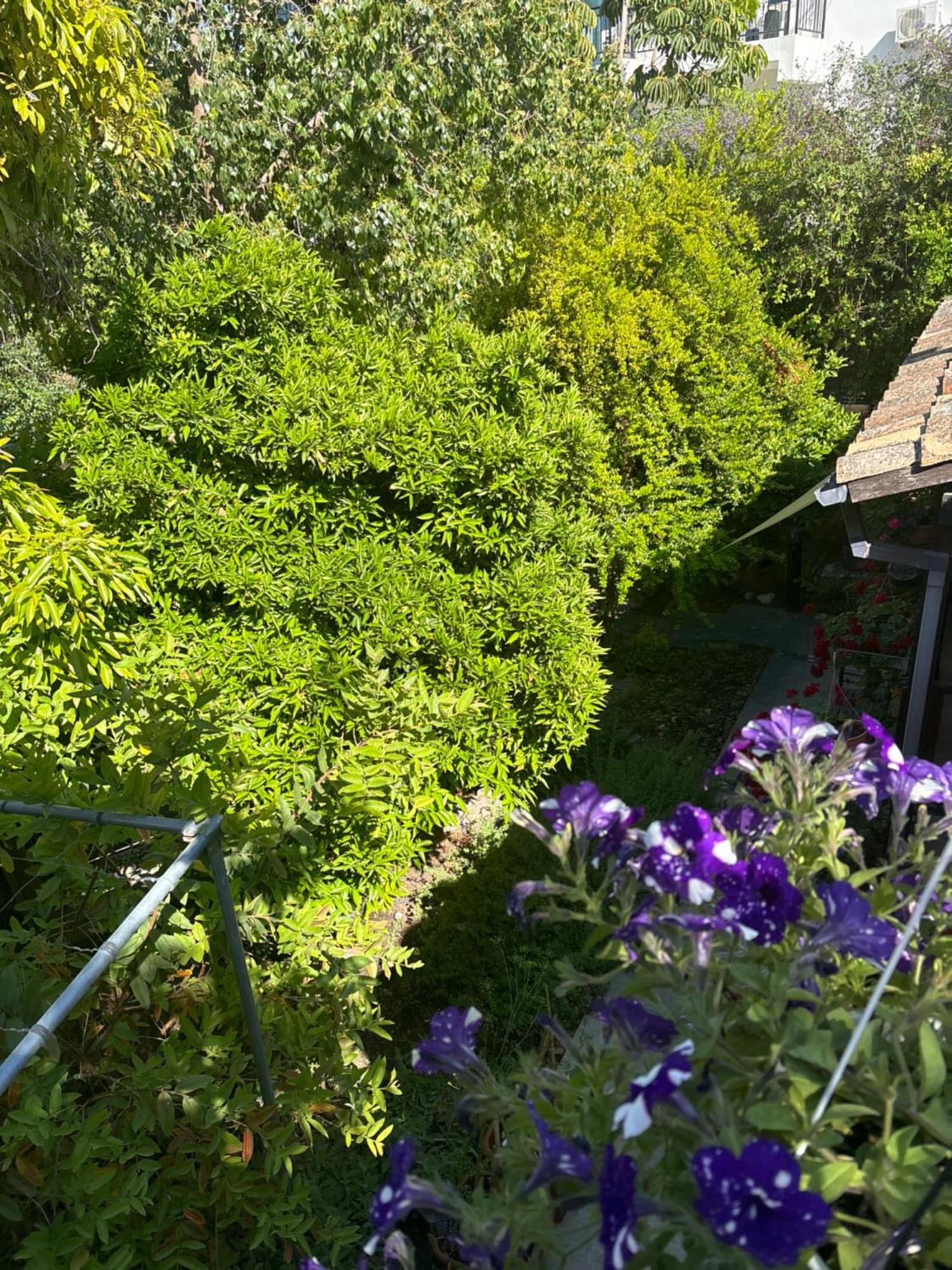 Вілла Vasilion Agrotourism Polis Екстер'єр фото